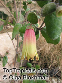 Correa sp., Australian fuchsia

Click to see full-size image