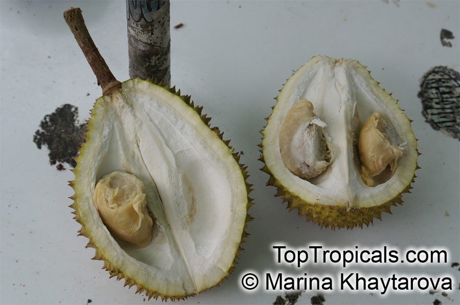 Durio sp., Durian, Durian Kuning, Durian Merah. Durio zibethinus
