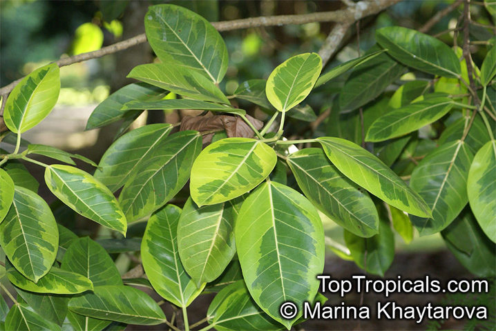 Ficus benghalensis, Ficus indica, Banyan Tree. Ficus benghalensis variegata