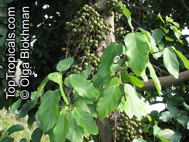 Ficus sur, Broom Cluster Fig, Bush Fig