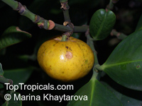 Garcinia subelliptica, Happiness Tree, Common Garcinia

Click to see full-size image