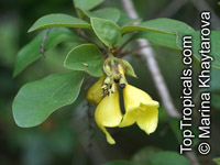 Gmelina elliptica, Gmelina villosa, Bulangan 

Click to see full-size image