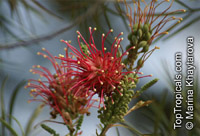 Grevillea banksii, Red Silky Oak, Kahili Flower

Click to see full-size image
