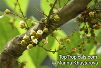 Harpullia ramiflora, Claudie Tulipwood, Tulipwood, Cape York Tulipwood

Click to see full-size image
