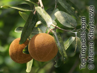 Hydnocarpus anthelmintica, Siamese Chaulmoogra

Click to see full-size image