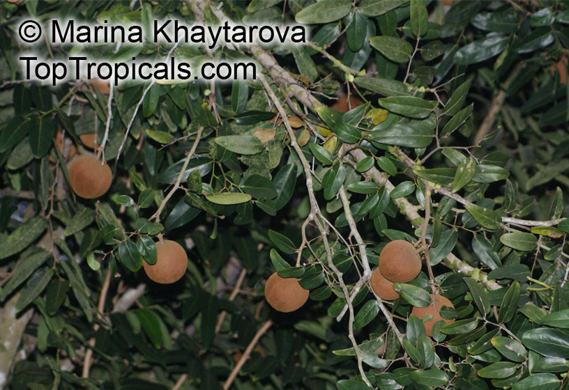 Hydnocarpus anthelmintica, Siamese Chaulmoogra