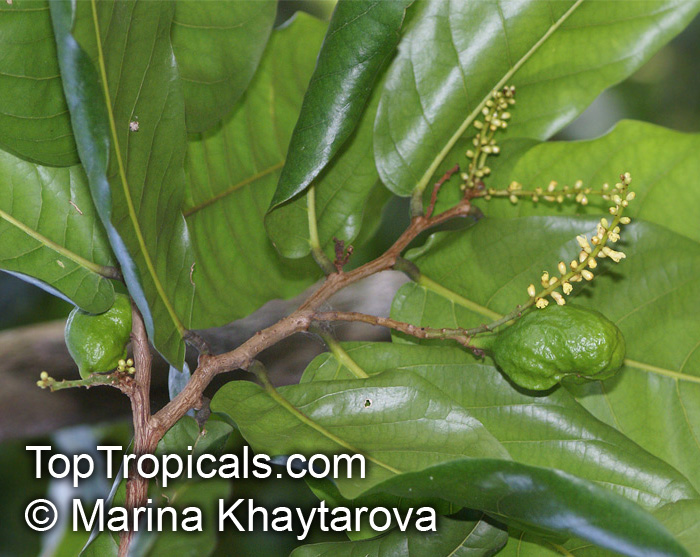 Inocarpus fagifer, Tahitian Chestnut, Polynesian Chestnut