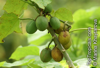 Jatropha curcas, Physic Nut, Purging Nut