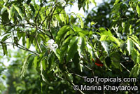 Kopsia officinalis, Kopsia 

Click to see full-size image