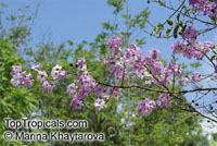 Lagerstroemia loudonii, Thai Bungor

Click to see full-size image