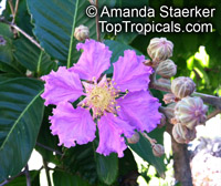 Lagerstroemia speciosa, Lagerstroemia flos reginae, Queens Crape Myrtle, Queens flower, Pride of India, Banaba.

Click to see full-size image