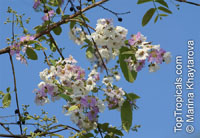 Lagerstroemia tomentosa, White Crape Myrtle 

Click to see full-size image