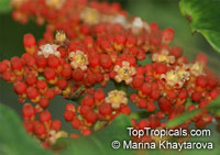 Leea guineensis, Leea

Click to see full-size image
