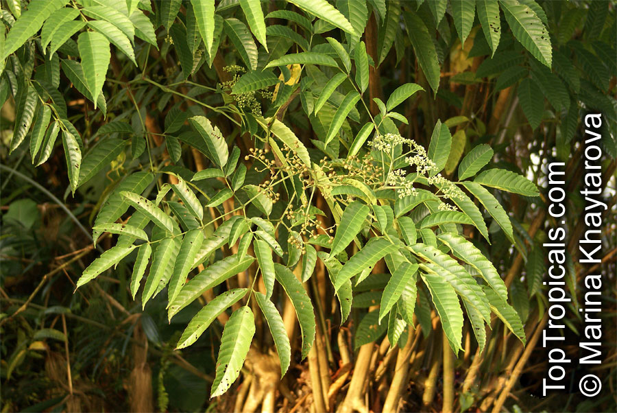 Leea indica, Leea sambucina, Leea umbraculifera, Staphylea indica, Bandicoot Berry