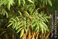 Leea indica, Leea sambucina, Leea umbraculifera, Staphylea indica, Bandicoot Berry

Click to see full-size image