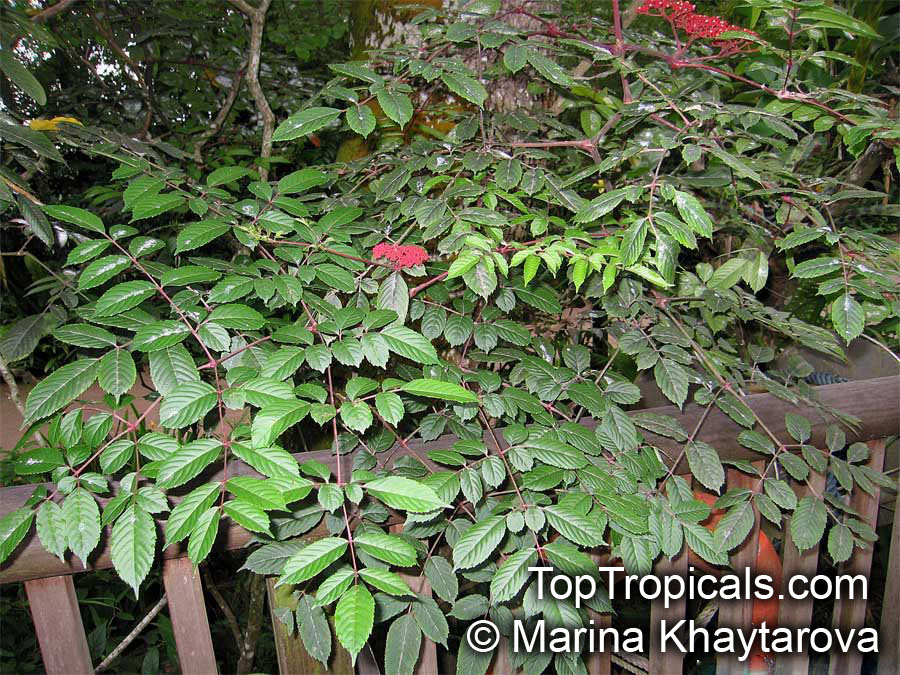 Leea rubra, Leea brunoniana, Leea linearifolia, Leea polyphylla, Red Leea
