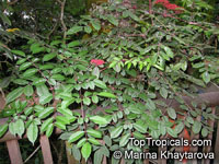 Leea rubra, Leea brunoniana, Leea linearifolia, Leea polyphylla, Red Leea

Click to see full-size image