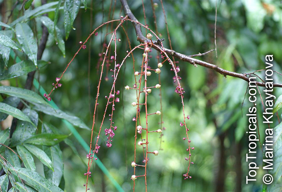Lepisanthes alata, Otophora alata, Johore Tree, Malaysian Lepisanthe, Perupoks