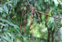 Lepisanthes alata, Otophora alata, Johore Tree, Malaysian Lepisanthe, Perupoks

Click to see full-size image