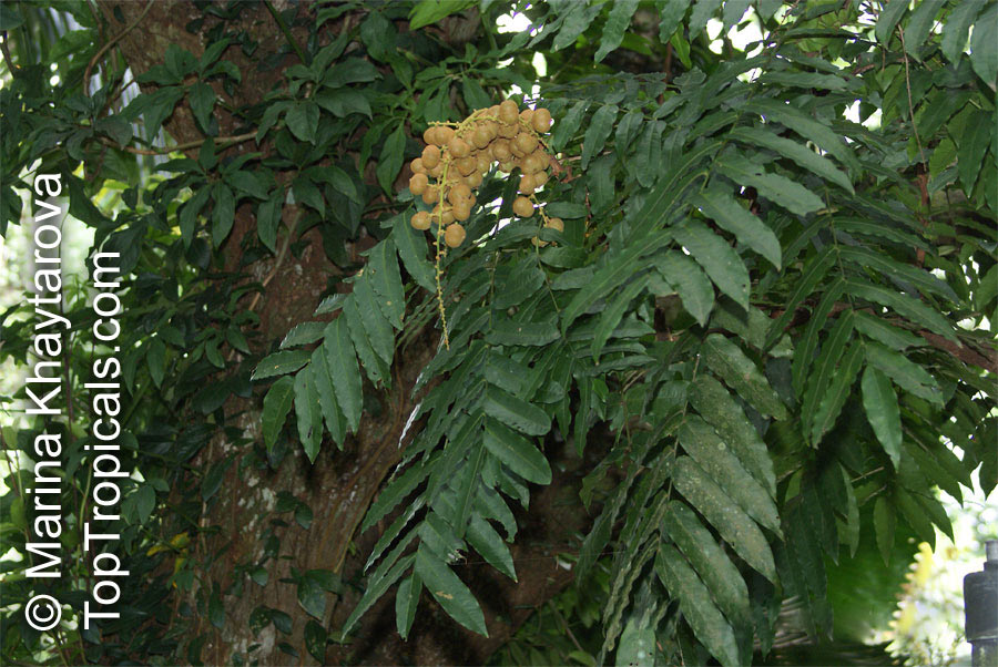 Lepisanthes amoena, Malaysian Lepisanthes, Buah Matahari