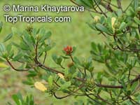 Lumnitzera littorea, Teruntum merah

Click to see full-size image