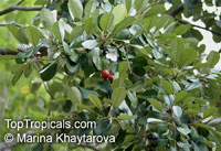 Madhuca esculenta, Lamut Sida

Click to see full-size image