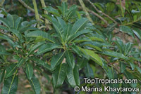 Mangifera caesia, Binjai, Malaysian Mango, Wani

Click to see full-size image