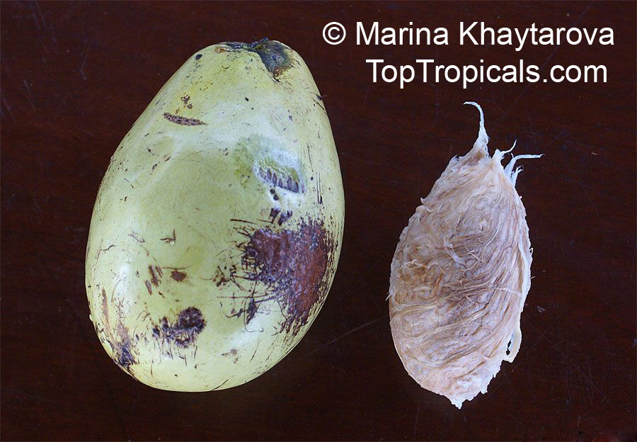 Mangifera caesia, Binjai, Malaysian Mango, Wani