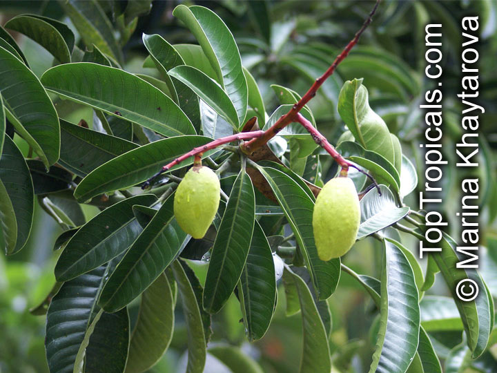 Mangifera foetida, Mangifera odorata, Mangifera oblongifolia, Kuwini, Horse Mango, Malmut, Limus, Machang, Bachang, Kuini