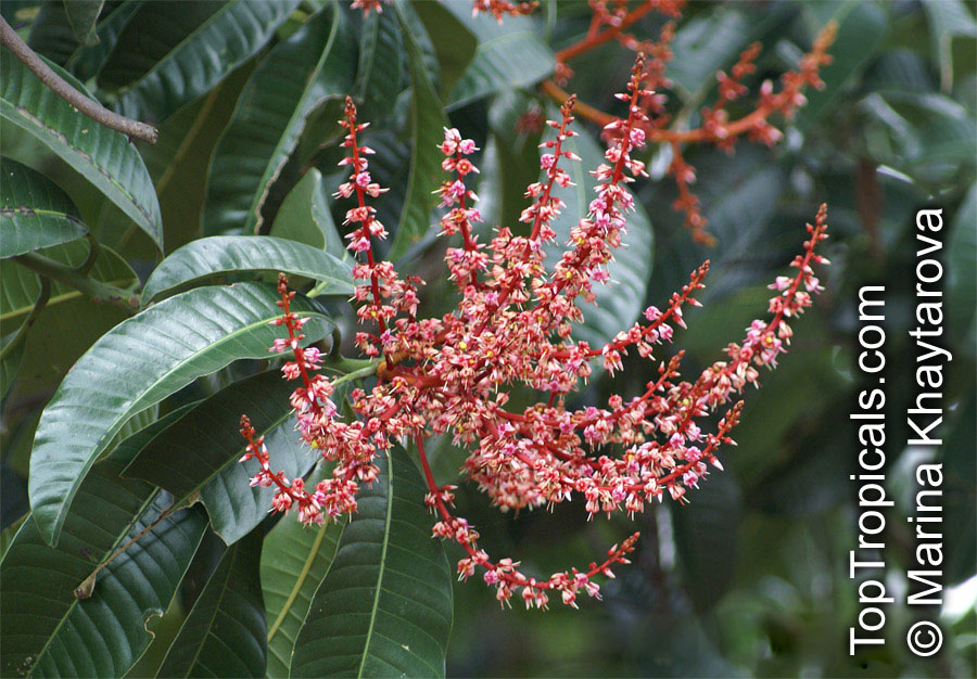 Mangifera foetida, Mangifera odorata, Mangifera oblongifolia, Kuwini, Horse Mango, Malmut, Limus, Machang, Bachang, Kuini