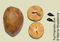 Manilkara zapota, Manilkara achras, Achras sapota, Sapodilla, Ciku, Naseberry, Nispero, Sapote, Brown Sugar Fruit

Click to see full-size image