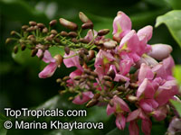 Millettia pinnata, Pongamia pinnata, Pongam, Indian Beech

Click to see full-size image