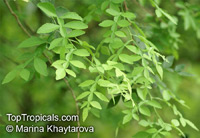 Naringi crenulata, Hesperethusa crenulata, Limonia crenulata, Nuramaram

Click to see full-size image