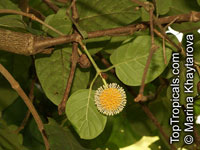 Nauclea orientalis, Nauclea

Click to see full-size image