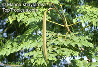 Oroxylum indicum, Shyonaka, Broken Bones Plant, Indian Trumpet Flower, Tree of Damocles, Midnight Horror

Click to see full-size image