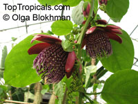 Passiflora alata, Winged-Stem Passionflower, Fragrant Granadilla

Click to see full-size image