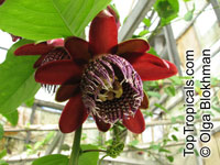 Passiflora alata ( ) - 