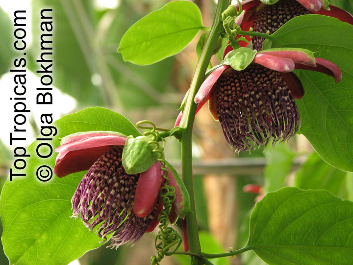 Passiflora alata, Winged-Stem Passionflower, Fragrant Granadilla