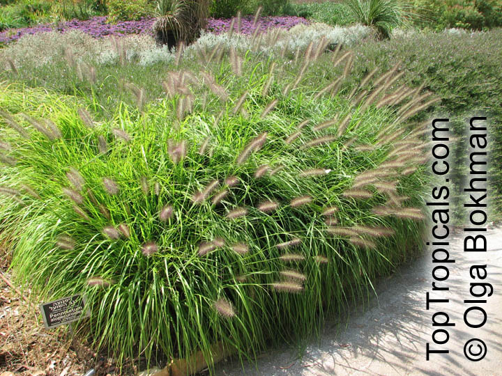Pennisetum sp., Pennisetum. Pennisetum alopecuroides (Dwarf Fountain Grass)
