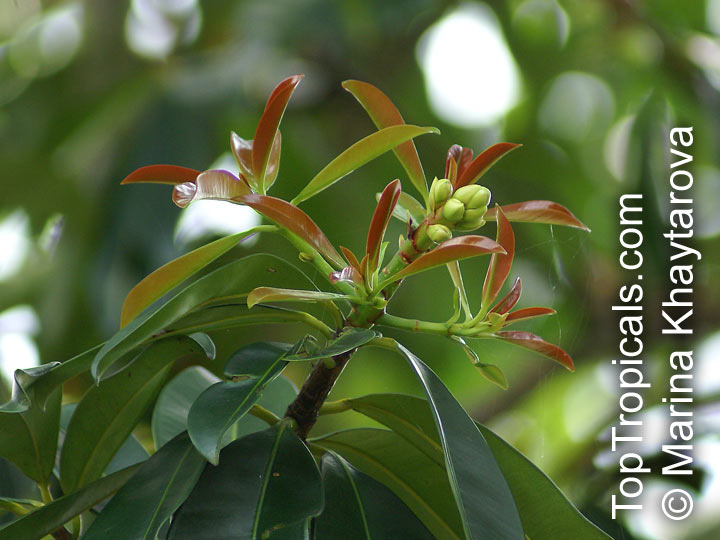 Pentadesma butyracea, African Butter Tree