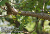 Phyllanthus acidus, Phyllanthus distichus, Otaheite Gooseberry, Amlak, Grosella, Gooseberry tree

Click to see full-size image