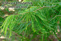 Phyllanthus pectinatus, Emblica pectinata , Melaka Tree

Click to see full-size image