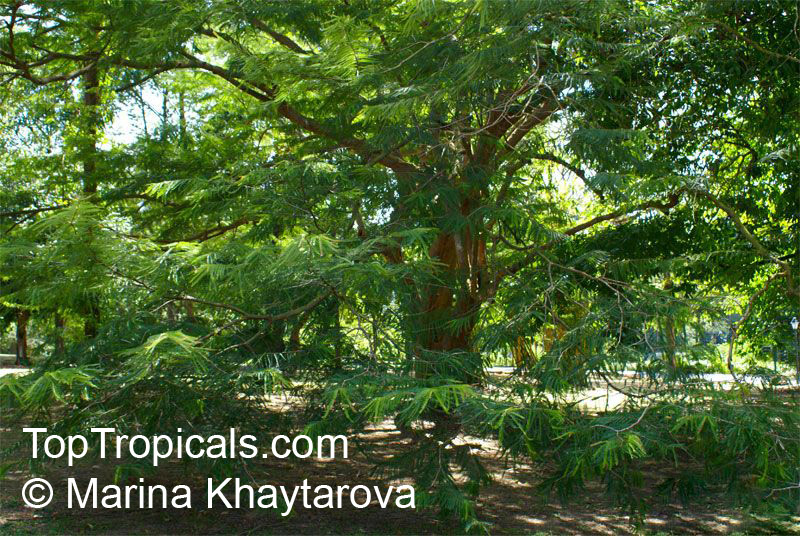 Phyllanthus pectinatus, Emblica pectinata , Melaka Tree