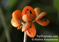 Pittosporum moluccanum, Pittosporum timorense, Pittosporum

Click to see full-size image