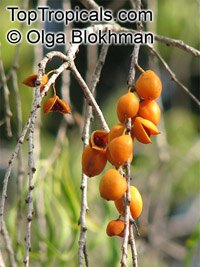 Pittosporum phillyraeoides, Pittosporum angustifolium, Willow Pittosporum, Butterbush, Native Apricot

Click to see full-size image