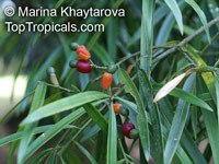 Podocarpus neriifolius, Oleander Podocarp

Click to see full-size image