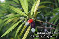 Podocarpus rumphii, Nageia rumphii, Podocarpus koordersii, Podocarpus philippinensis, Malakauayan, Kayu China

Click to see full-size image