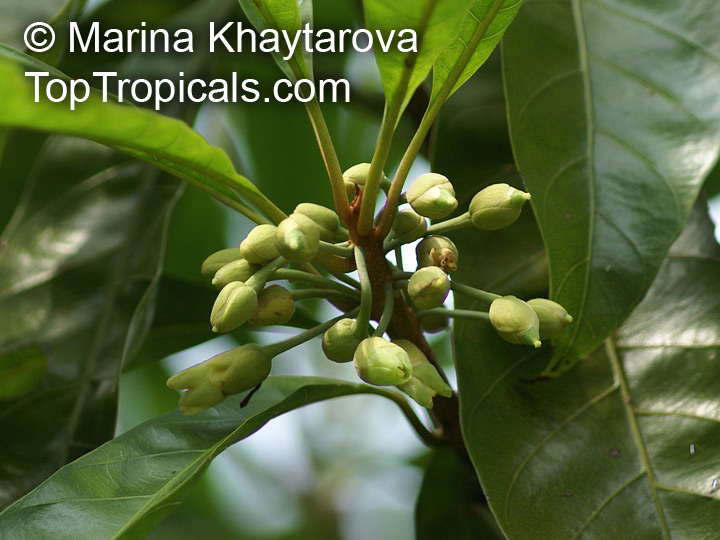 Pouteria campechiana - Canistel flowers