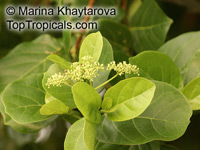 Premna obtusifolia, Buas buas, Headache Tree

Click to see full-size image