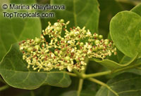 Premna obtusifolia, Buas buas, Headache Tree

Click to see full-size image